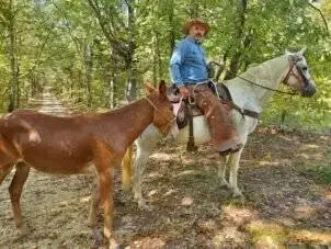horse&mule