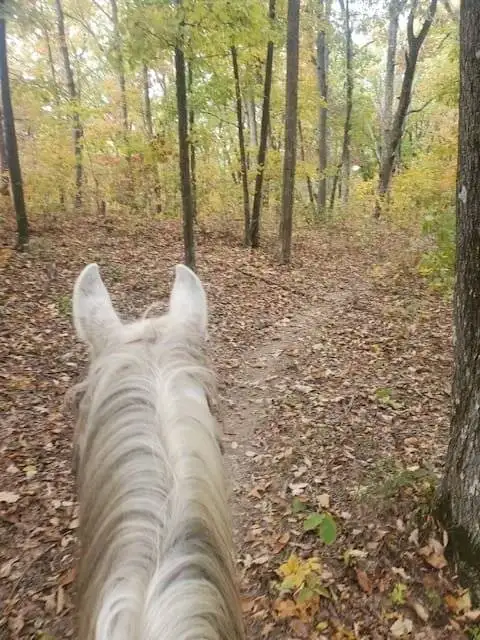 horse
