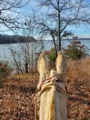 horse